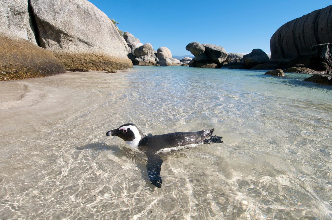 Penguin - Exploring Cape Town - Cape Town Tourism