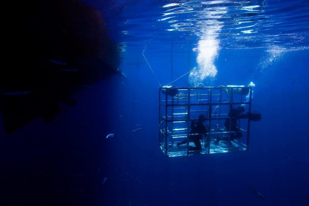 shark cage diving udnerwater 