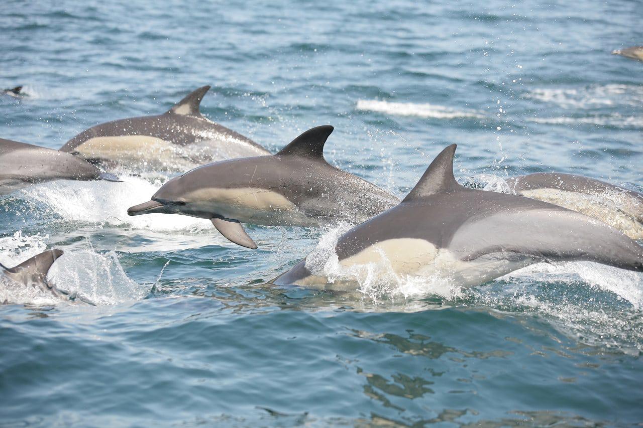 Dolphins in Gordon's Bay