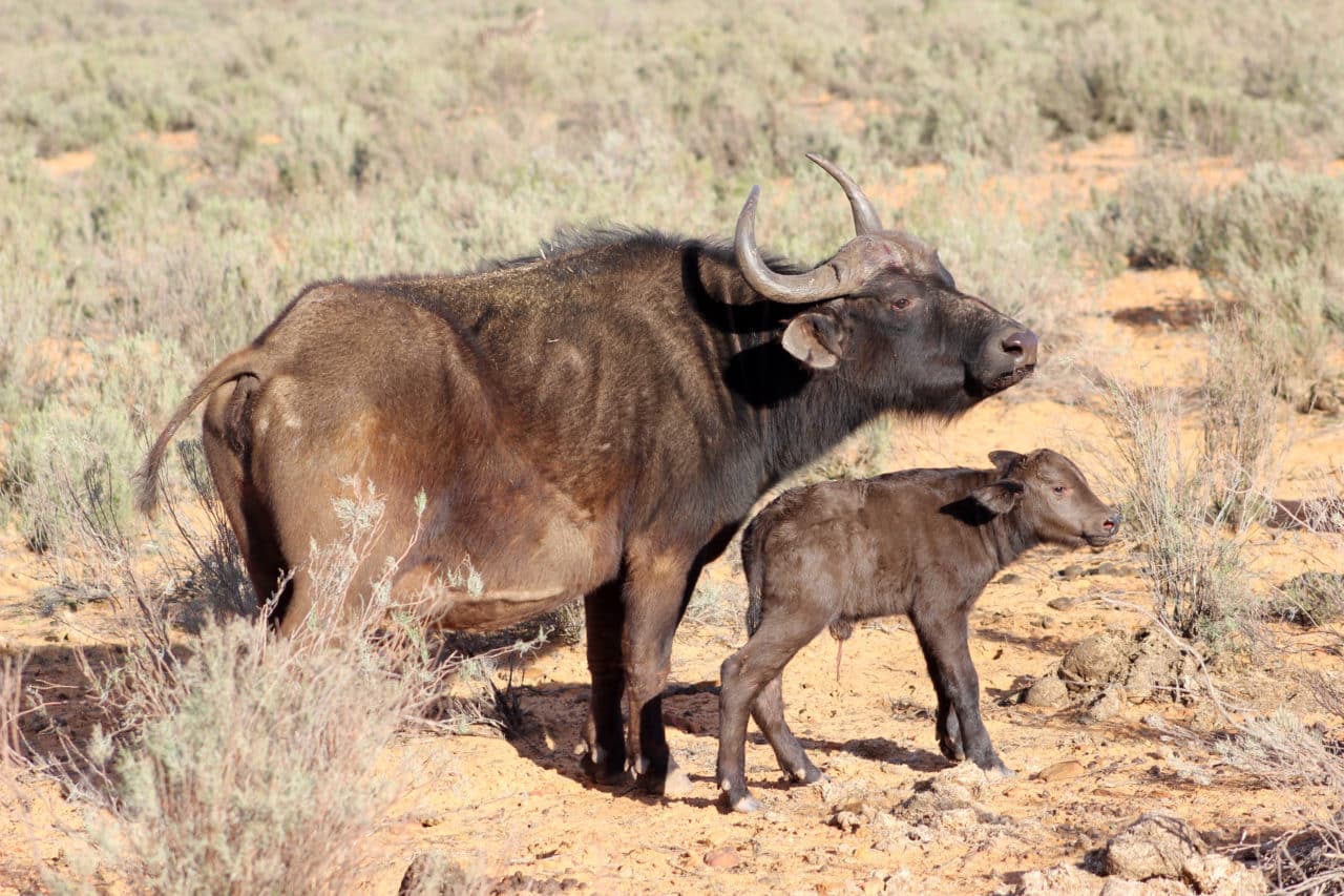 Newborn Buffalo at Aquila