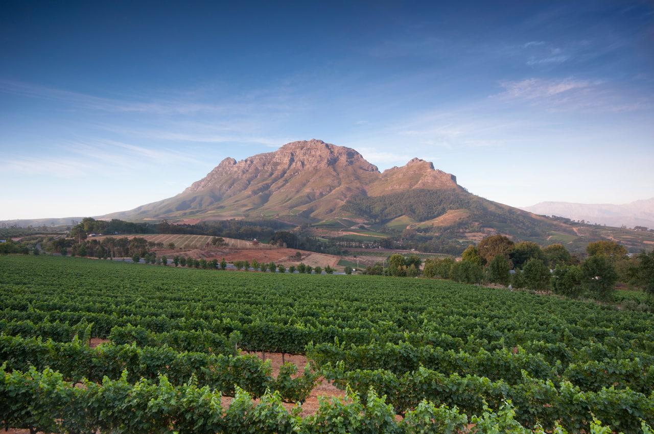 Stellenbosch vineyard Cape Town