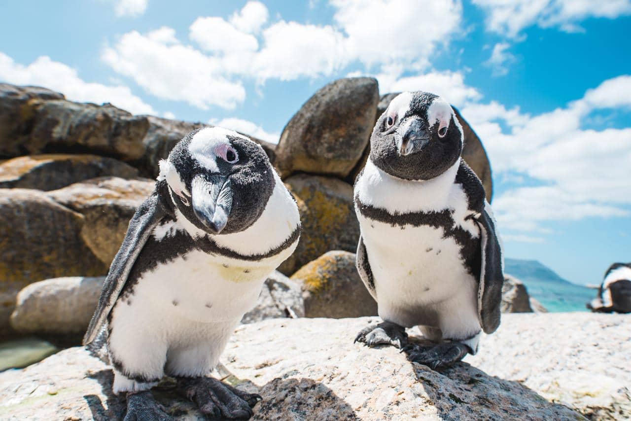 Two penguins looking into camera boulders