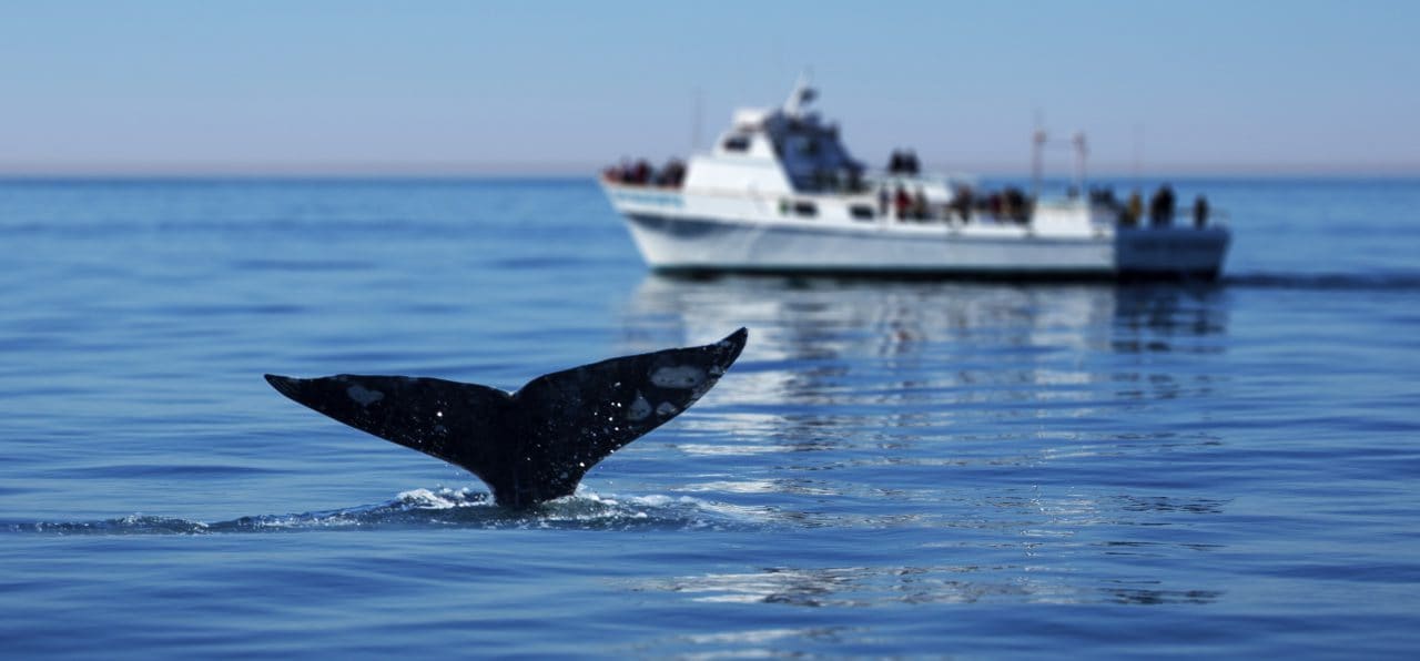 whale watching in cape town