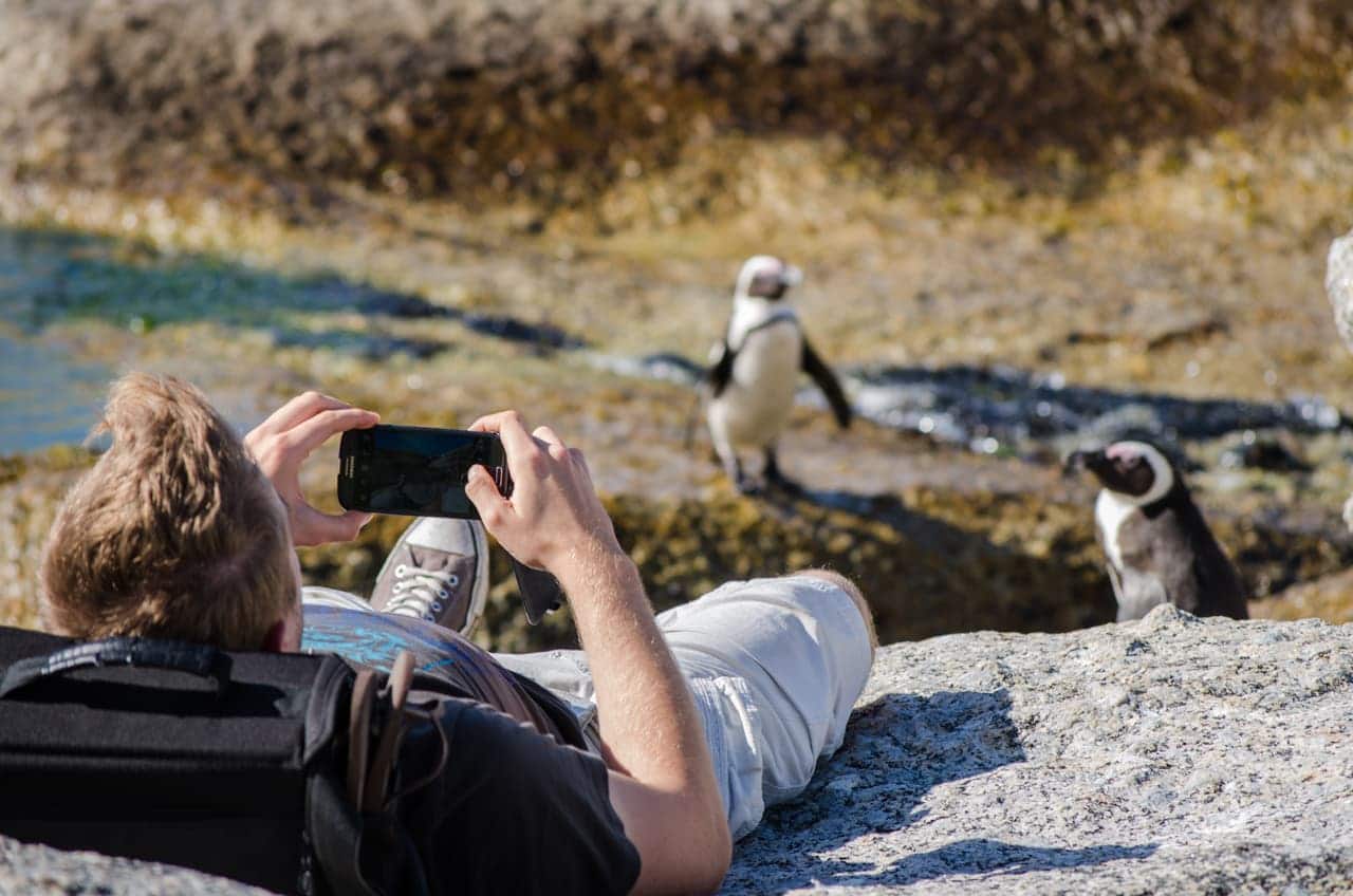 a tourist taking a photo of penguins at Boulders beach