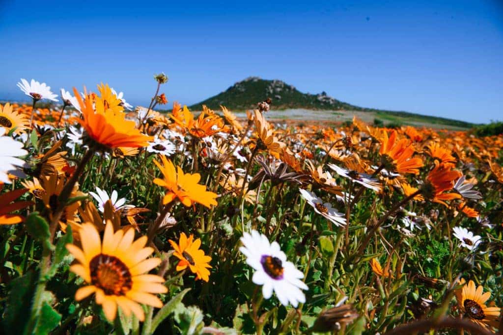 wild flowers in bloom west coast national park