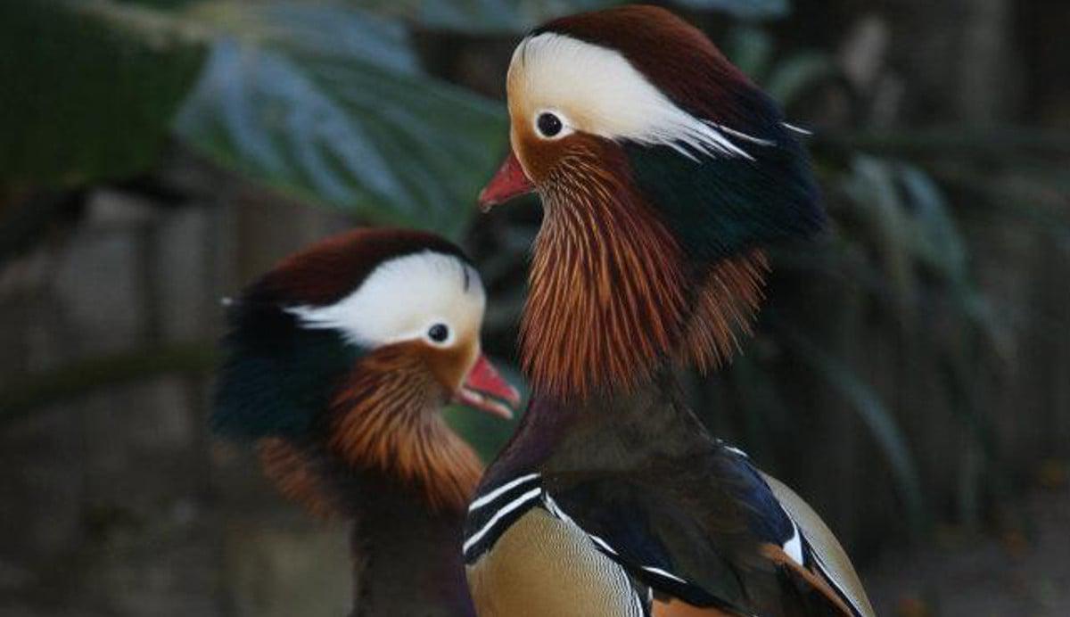 Mandarin Ducks World of Birds