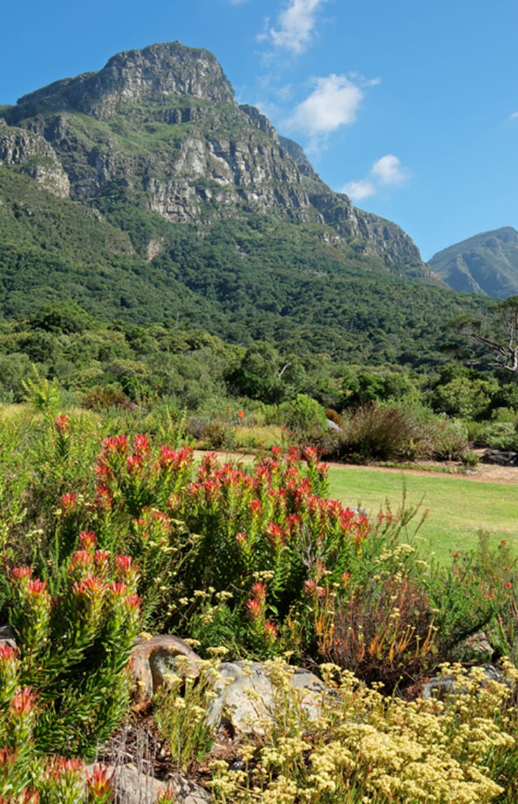 Kirstenbosch National Botanical Garden in Newlands