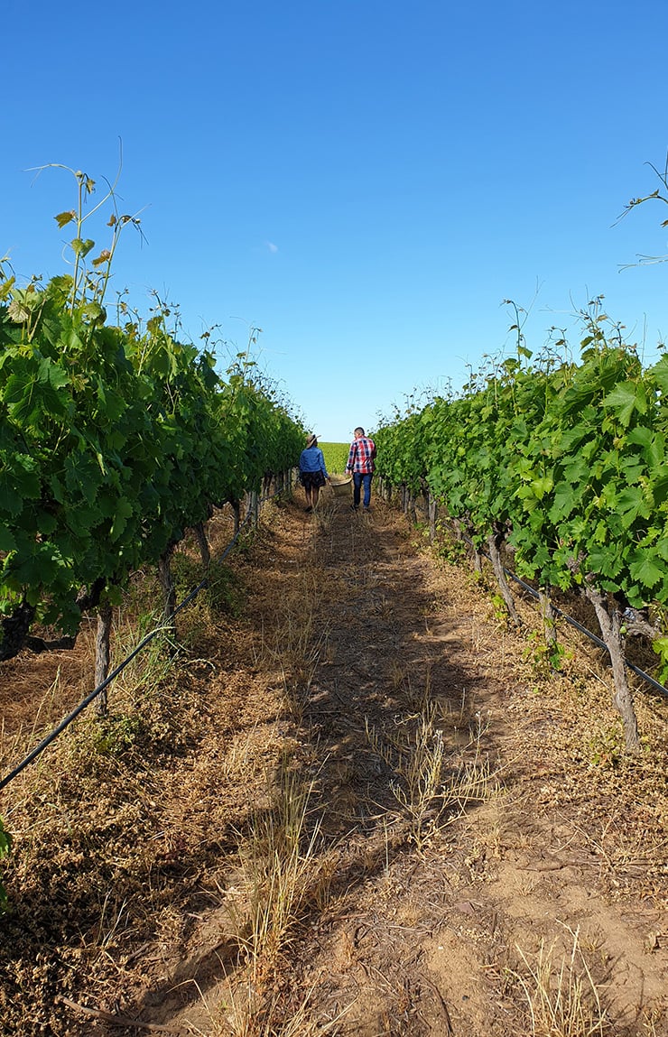 Vineyard Tour in Groot Constantia