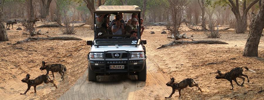 African-Wild-Dogs-on-a-Game-Drive-in-Chobe-National-Park-899x343