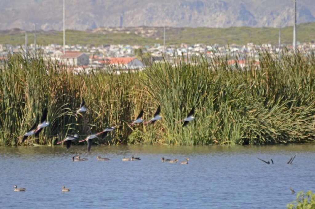 Edith Stephens Wetland Park