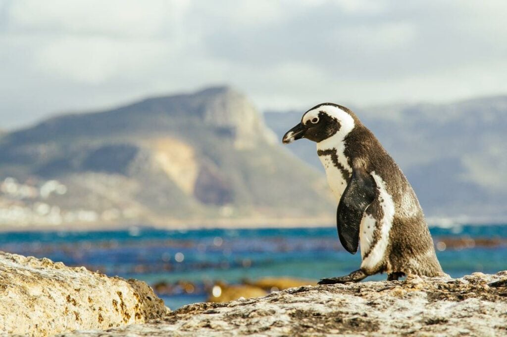 SANParks: Garden Route National Park (Wilderness)