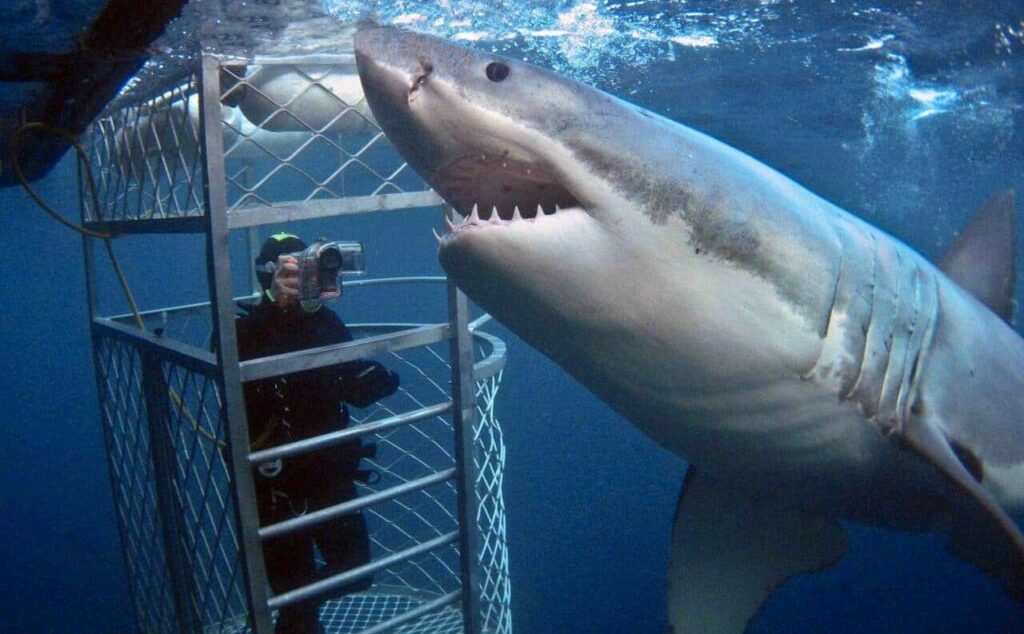 Great White Shark Tours