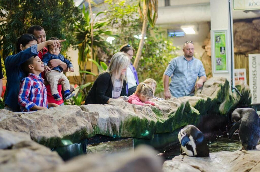 Penguins-at-the-two-oceans-aquarium-at-the-va-waterfront-1-1 - Cape Town Tourism