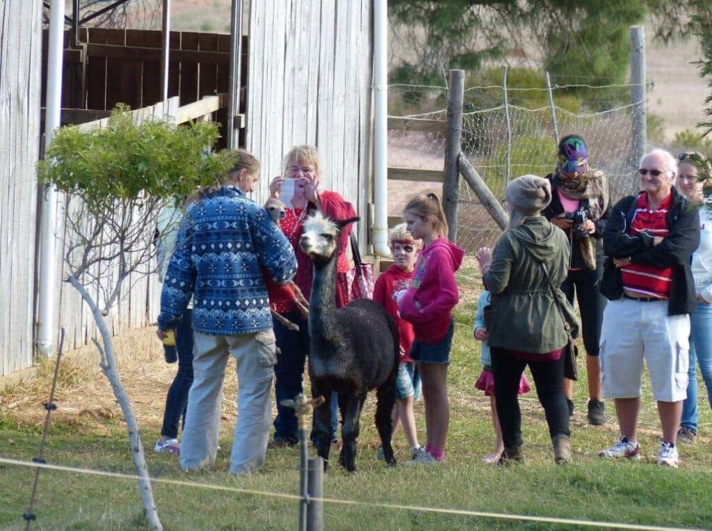 The Alpaca Loom