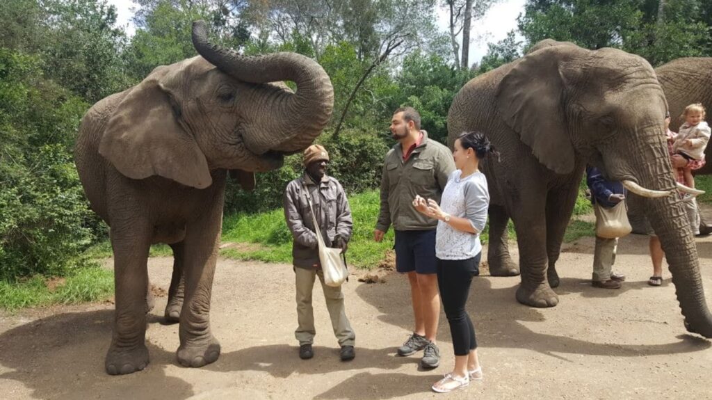 The Elephant Sanctuary