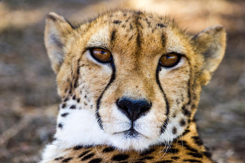 African Xplora