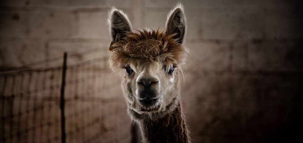 Alpaca Farm & Mill