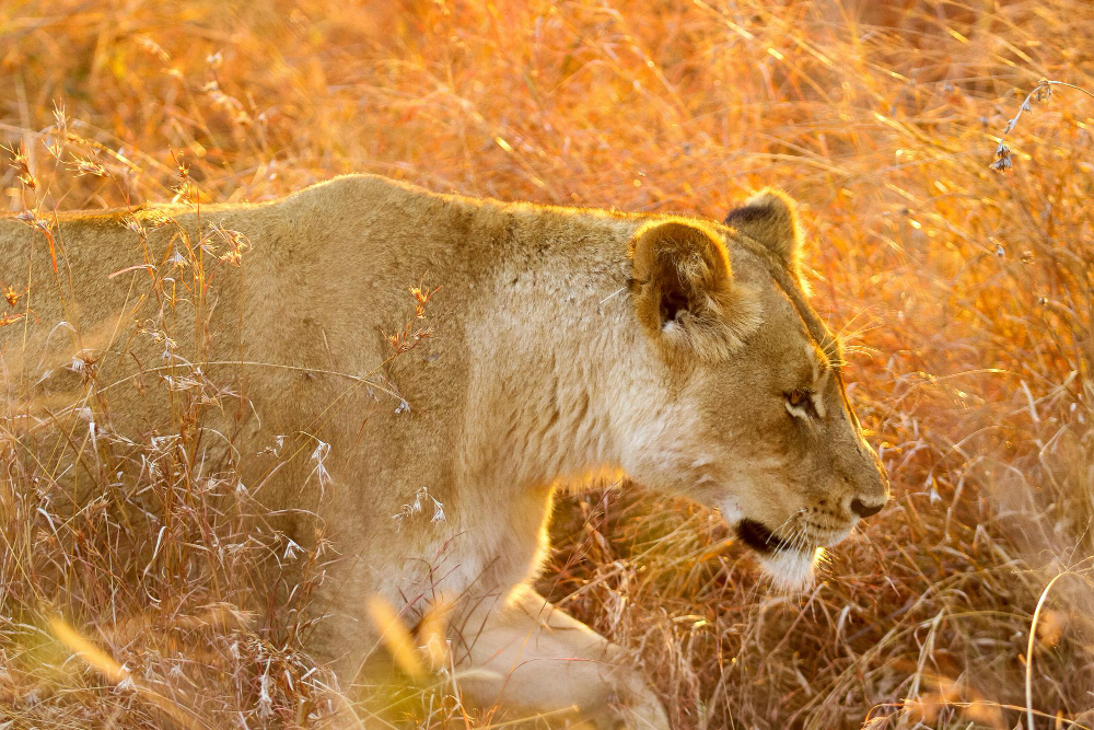 Mama Afrika Tours And Travel