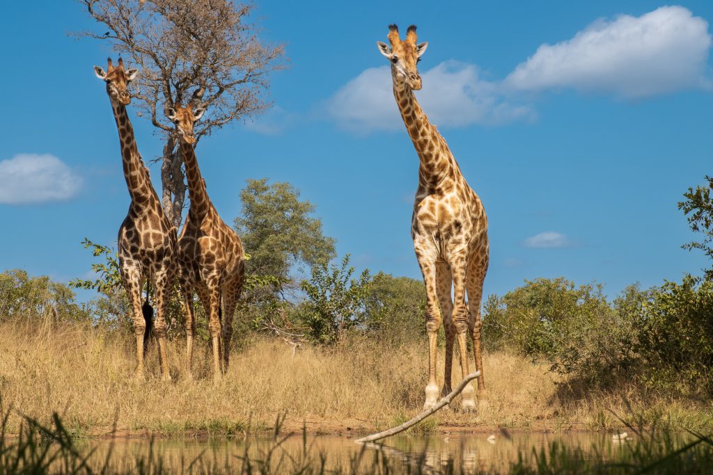Tours Africa