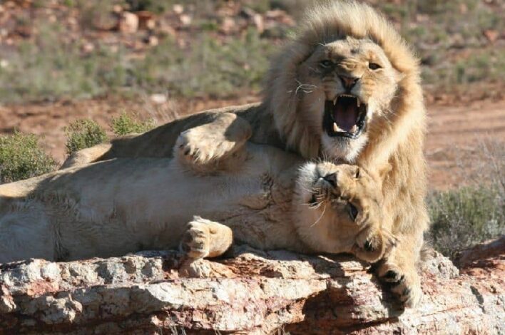 Aquila Private Game Reserve Lion- Safari Experiences