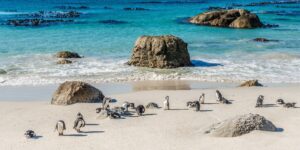 meet the african penguins at boulders beach