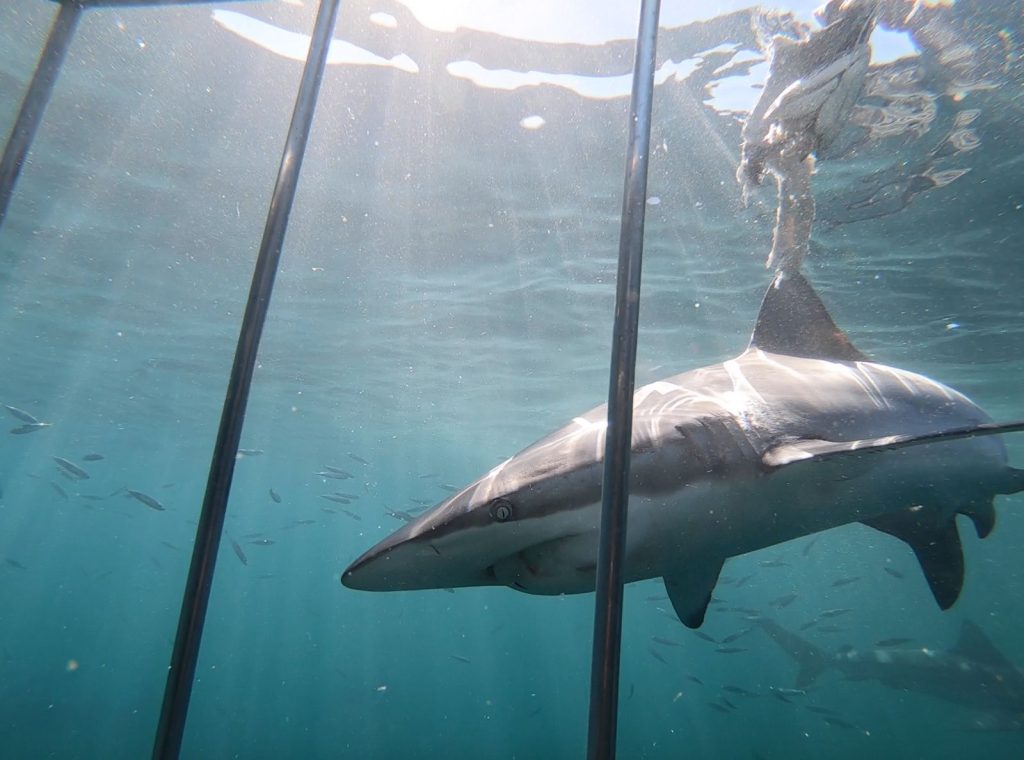 African Shark Eco-Charters