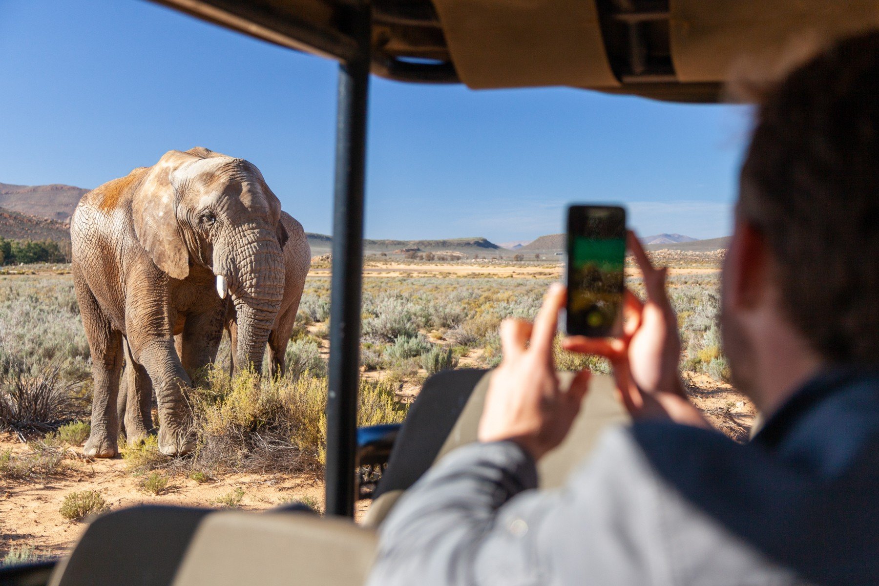 Aquila Private Game Reserve & Spa animal safari experience
