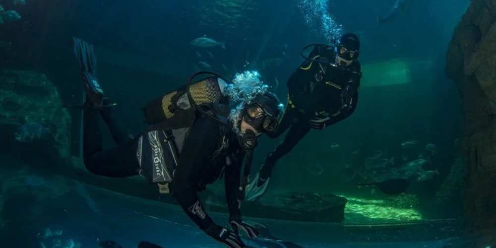 Diving, Two Oceans Aquarium, Cape Town