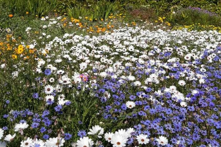 Kirstenbosch Flower Season | Cape Town Tourism