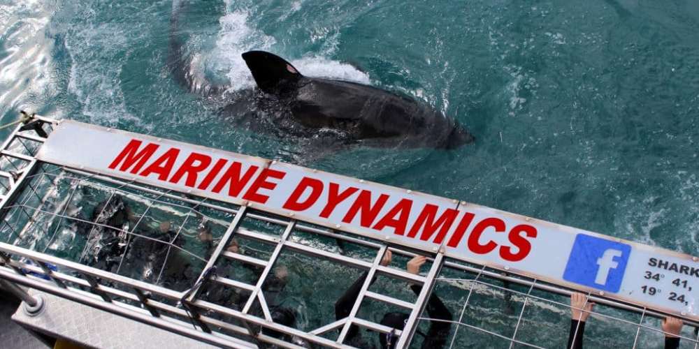 Marine Dynamics Shark Cage Diving, Kleinbaai