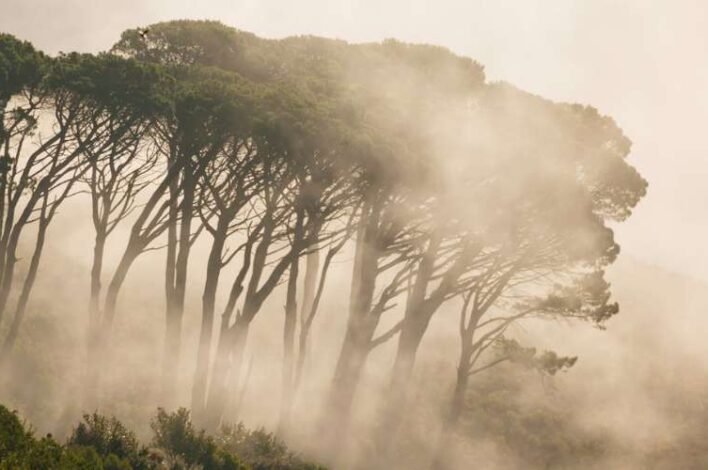 Misty Forest Table Mountain National Park Cape Town