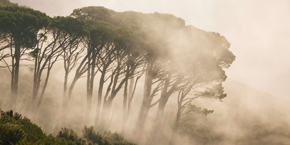 Misty Forest Table Mountain National Park Cape Town