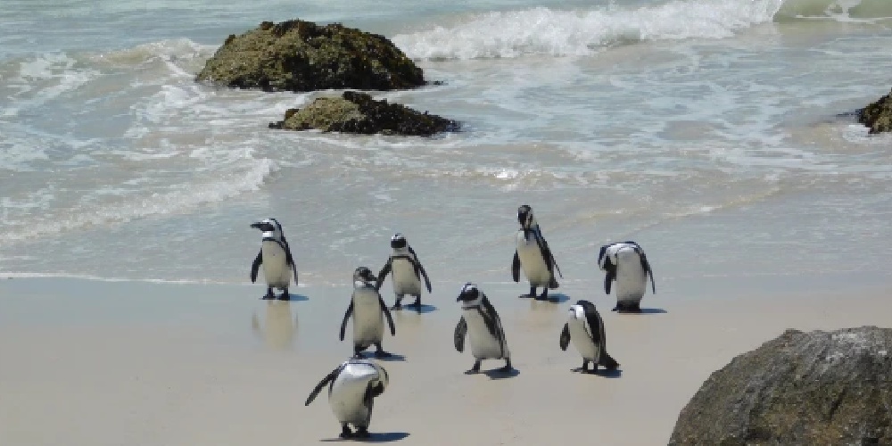 Family of Penguins on beach