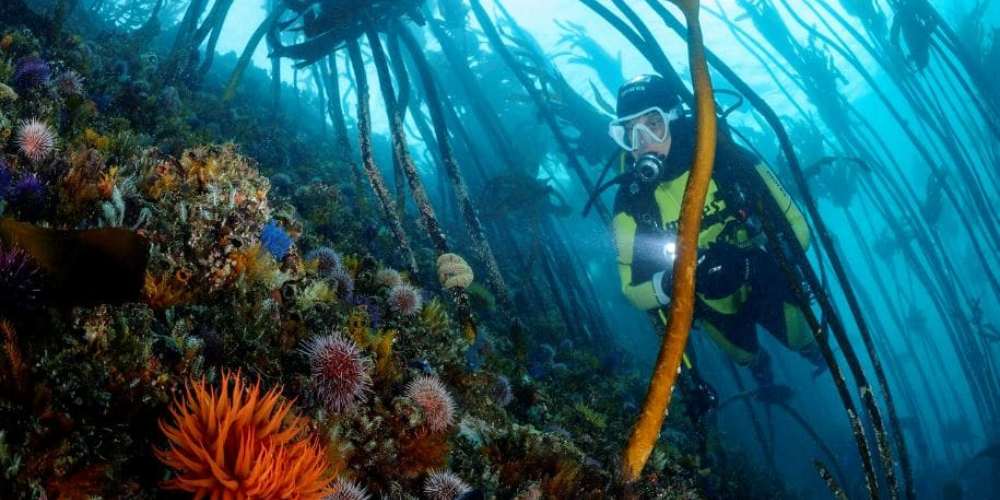 Pisces Diver, Kelp Forest, Cape Town