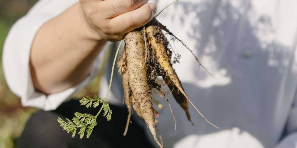 Spier Food Garden tiene sus raíces en los principios de la agricultura regenerativa, centrándose en la construcción de suelos sanos para cultivar cultivos resilientes. 