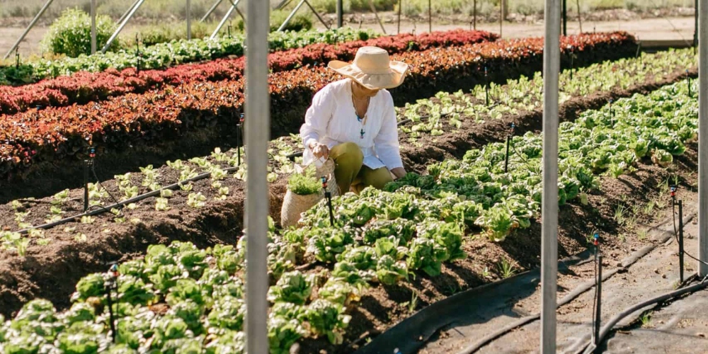 Cape Town Restaurants Saving the Planet