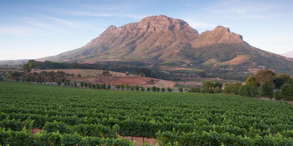 Stellenbosch wineries - Cape Town Sightseeing - Cape Town Tourism