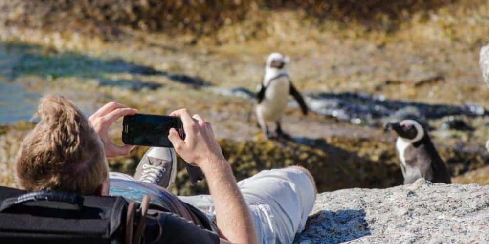 Tourist Photographing Penguins on Boulders Beach