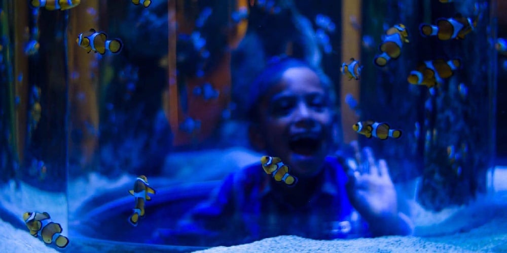 Kid at the Aquarium