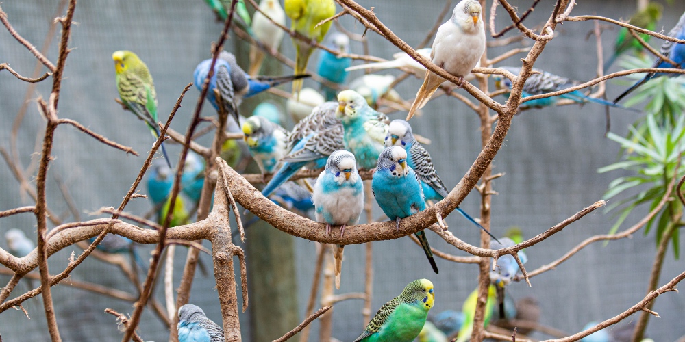 World of Birds