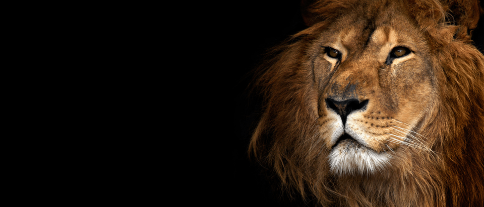 African Safari Group