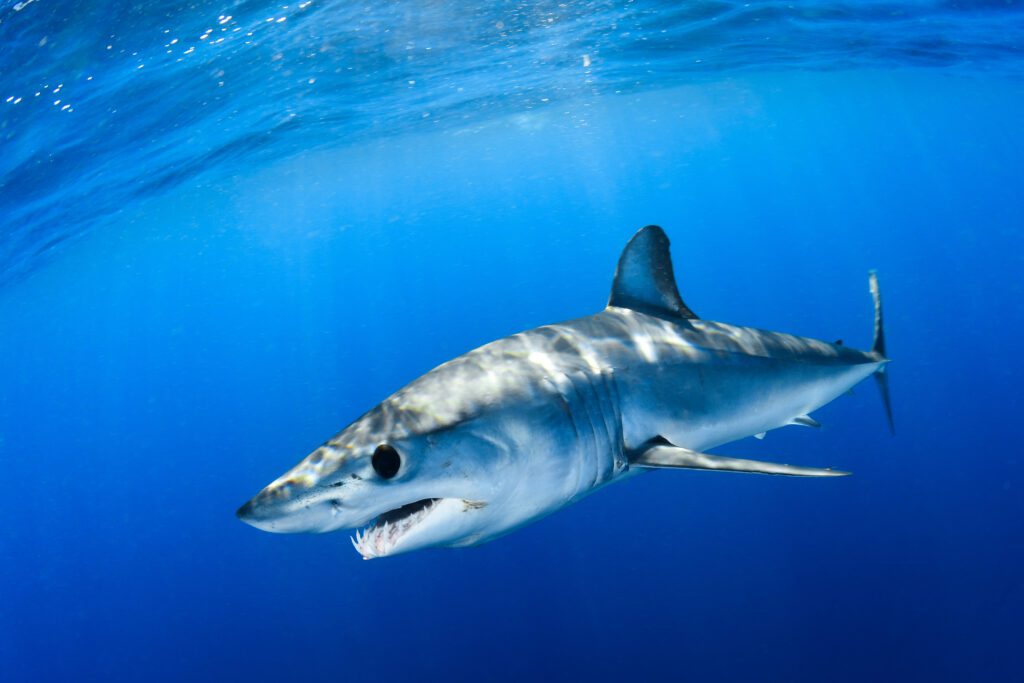 Apex Shark Expeditions Cape Town