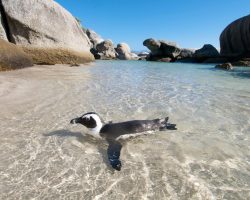 Penguin_swimming_at_boulders_beach_cape_town