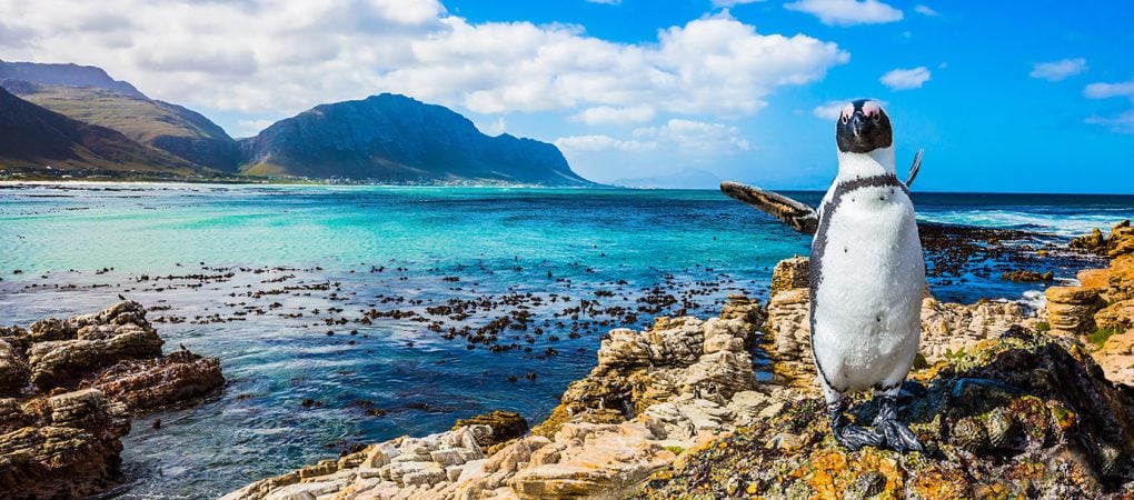 Things to Do & See in Cape Town
