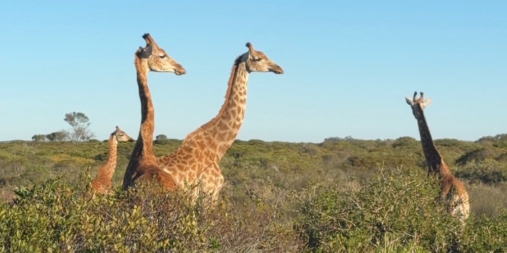 Thali Thali Game Lodge, West Coast