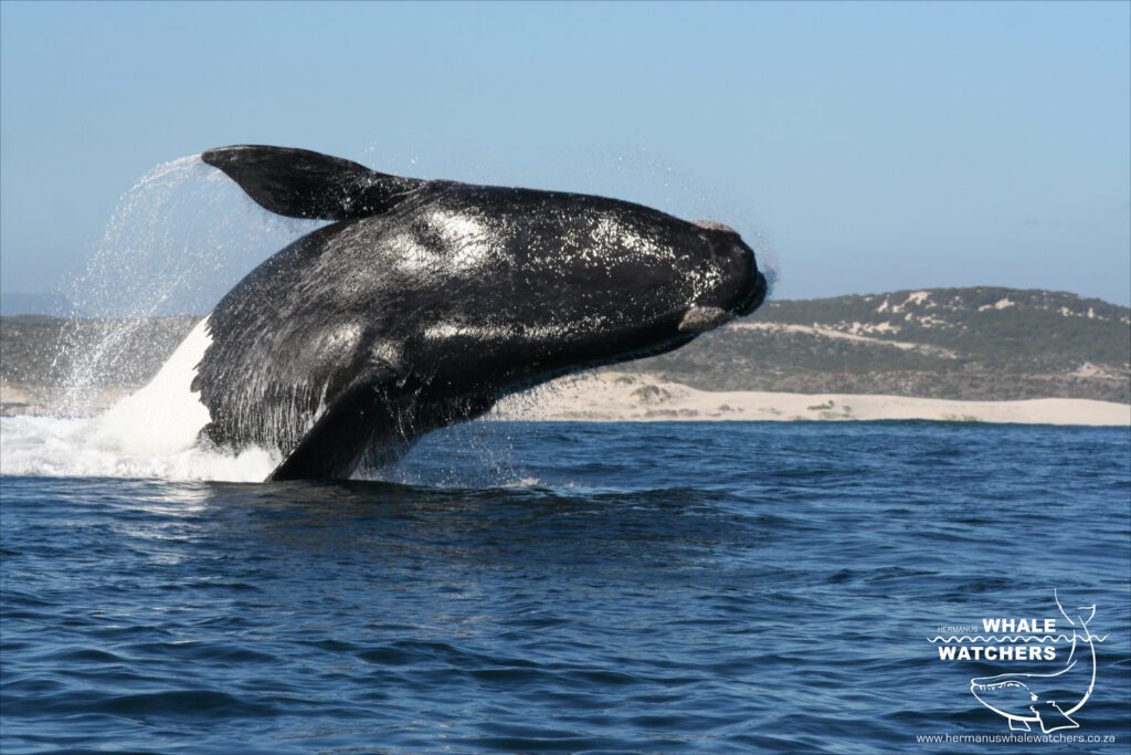 Hermanus Whale Watchers
