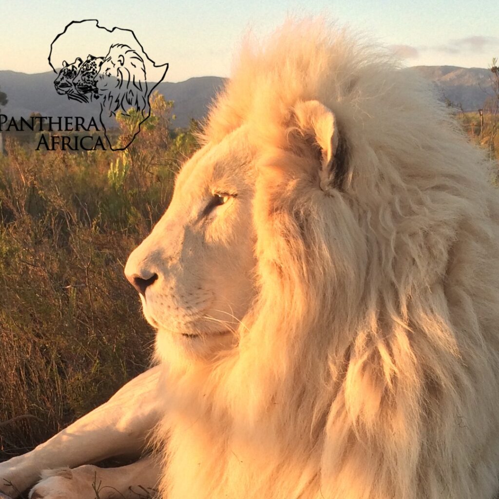 Panthera Africa - Big Cat Sanctuary