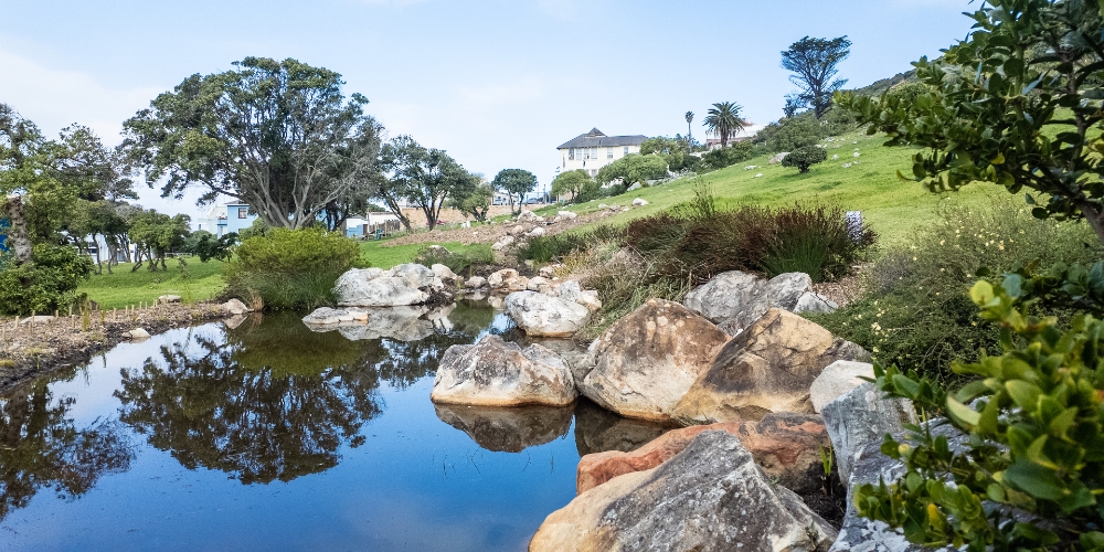 Muizenberg Park’s Fynbos Revival