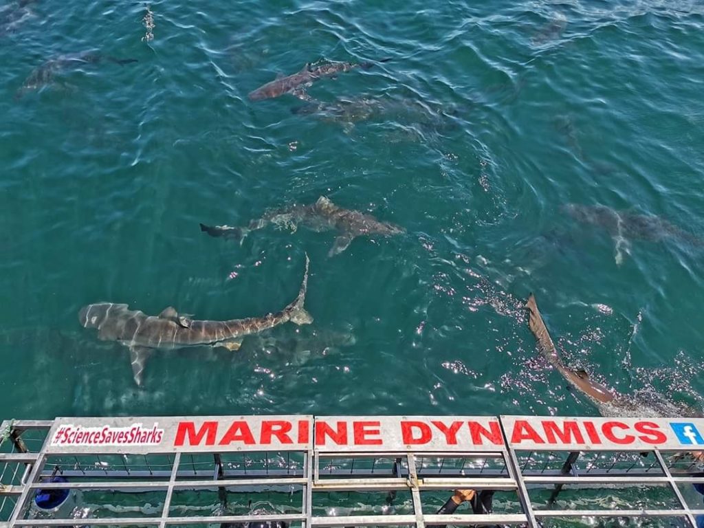 Marine Dynamics Shark and Whale Tours