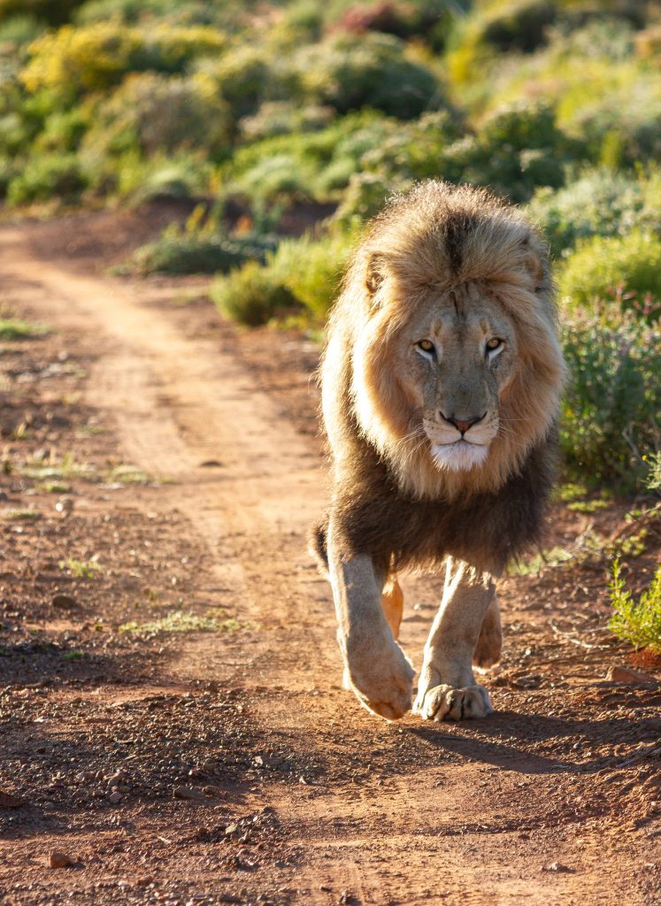 Mont Eco Game Reserve